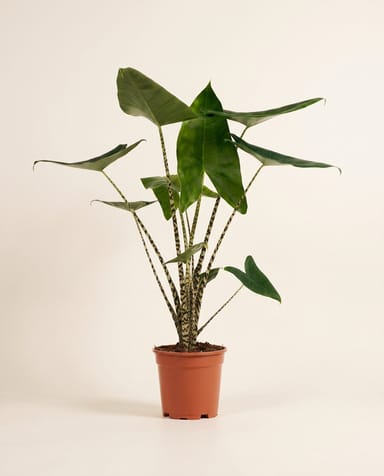 Alocasia Pfeilblätter Zebrina