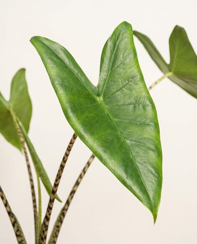 Alocasia Pfeilblätter Zebrina