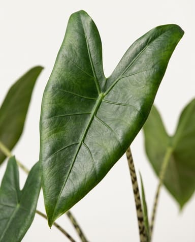 Alocasia Pfeilblätter Zebrina