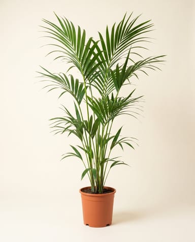 Howea Palmier Kentia Forsteriana