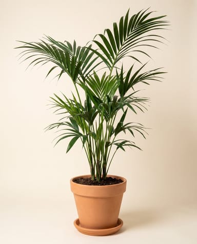 Howea Palmier Kentia Forsteriana