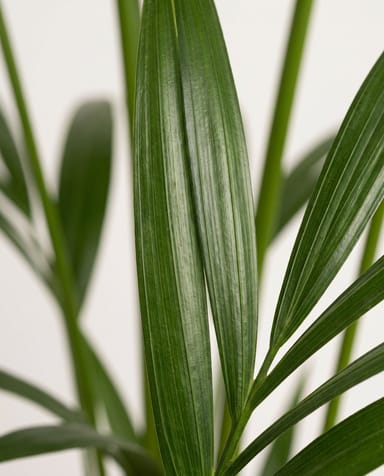 Howea Palmier Kentia Forsteriana