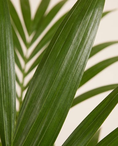 Howea Palmier Kentia Forsteriana