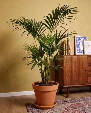 Howea Palmier Kentia Forsteriana