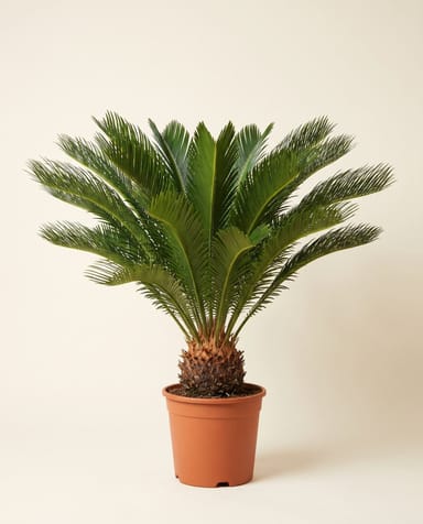 Cycas Palmfarn Revoluta