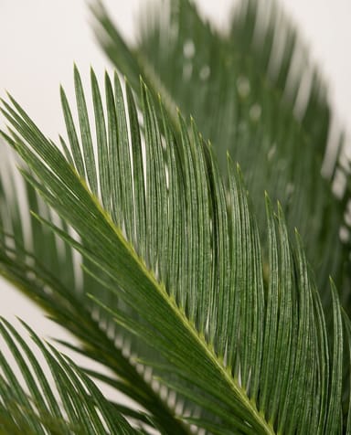 Cycas Palmfarn Revoluta