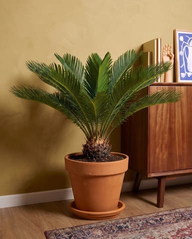 Cycas Palmfarn Revoluta