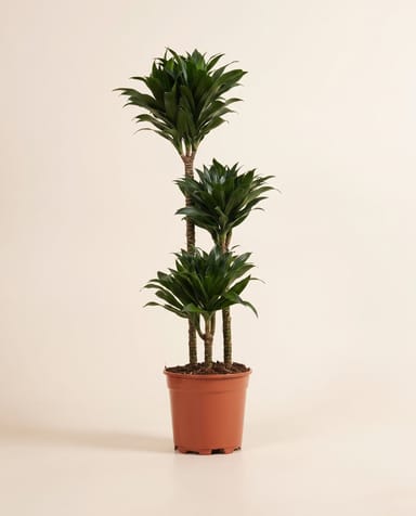 Dracaena Dragon tree Compacta