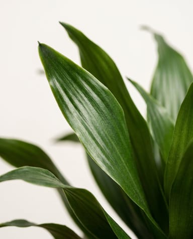 Dracaena Dragon tree Compacta