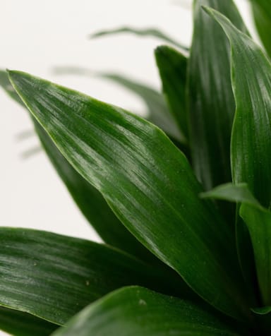 Dracaena Dragon tree Compacta