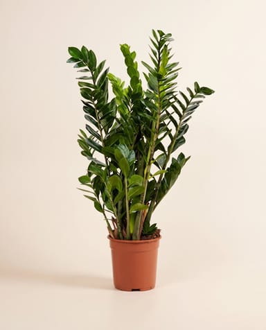Zamioculcas ZZ plant Zamiifolia
