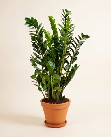 Zamioculcas ZZ plant Zamiifolia