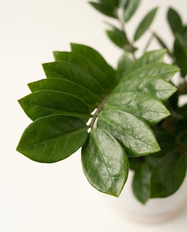 Zamioculcas ZZ plant Zamiifolia