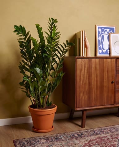 Zamioculcas ZZ plant Zamiifolia