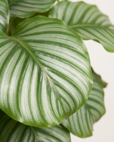 Calathea Prayer plant Orbifolia