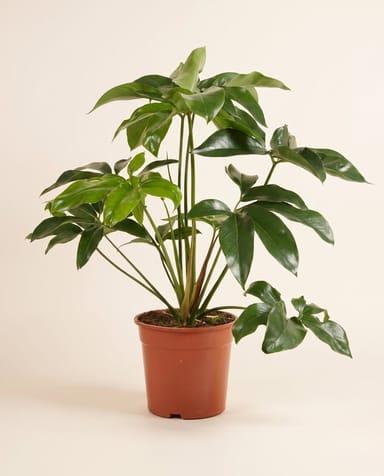 Philodendron Love tree Green Wonder