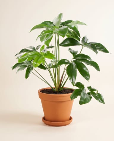 Philodendron Love tree Green Wonder