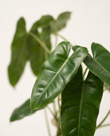 Philodendron Love tree Green Wonder