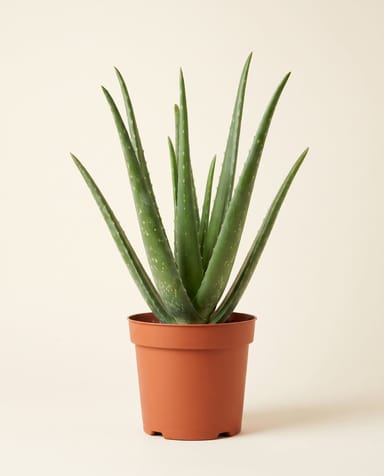 Aloe Echte Aloe Vera