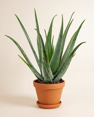 Aloe Echte Aloe Vera