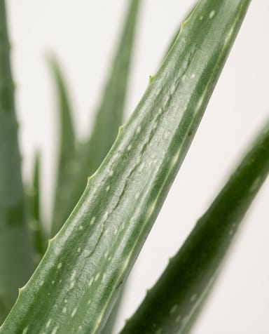 Aloe Echte Aloe Vera