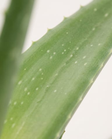 Aloe Echte Aloe Vera