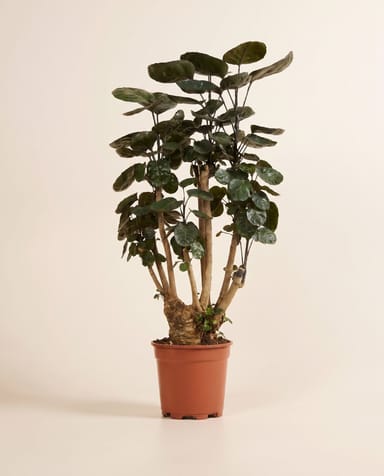 Polyscias Fiederaralie Fabian