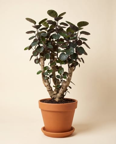 Polyscias Fiederaralie Fabian