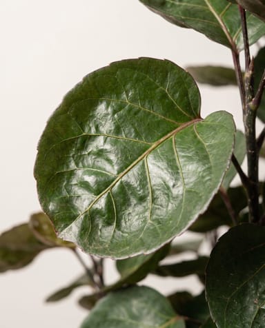 Polyscias Fiederaralie Fabian