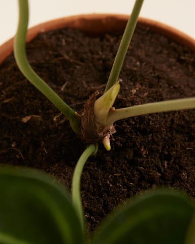 Anthurium Flamingoblumen Clarinervium