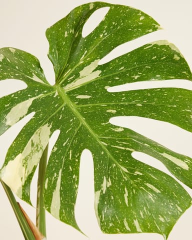 Monstera Fensterblatt Thai Constellation