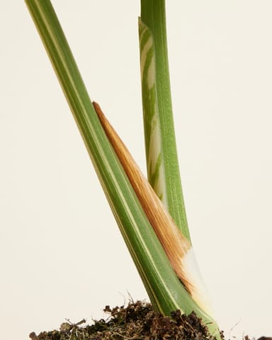 Monstera Fensterblatt Thai Constellation