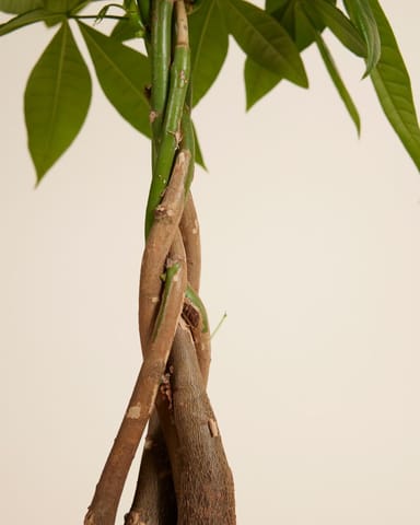 Pachira Geldboom Aquatica