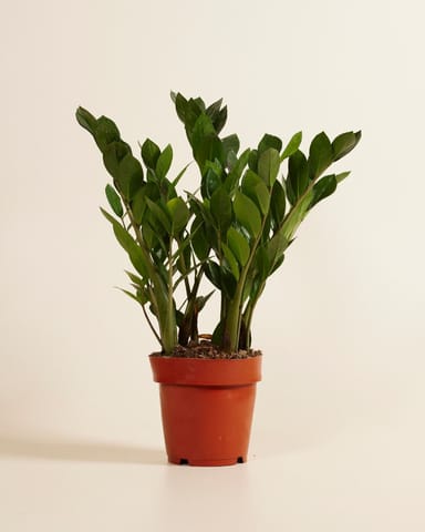 Zamioculcas Plante ZZ Zamiifolia