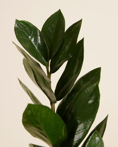 Zamioculcas Plante ZZ Zamiifolia