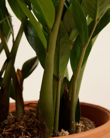 Zamioculcas Plante ZZ Zamiifolia