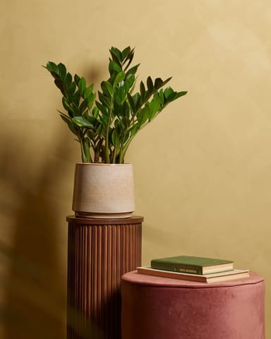 Zamioculcas Plante ZZ Zamiifolia