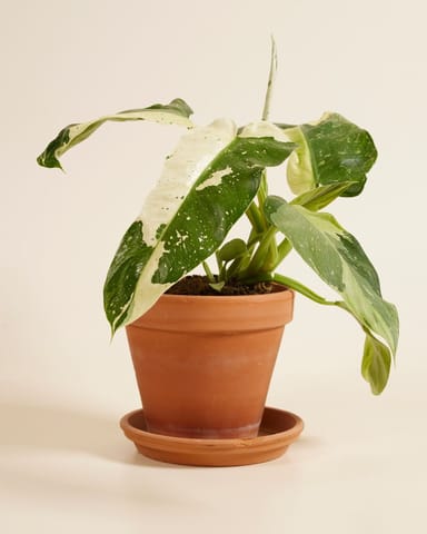 Philodendron Jose Buono