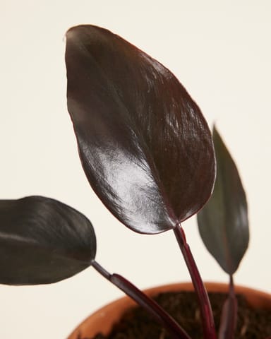 Philodendron Baumfreund Burgundy Princess