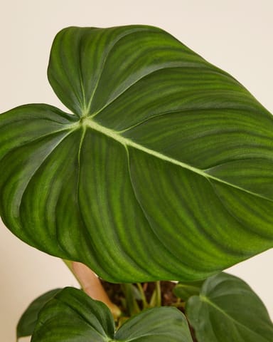 Philodendron McDowell