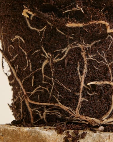 Philodendron McDowell