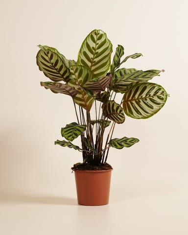 Calathea Peacock plant Makoyana