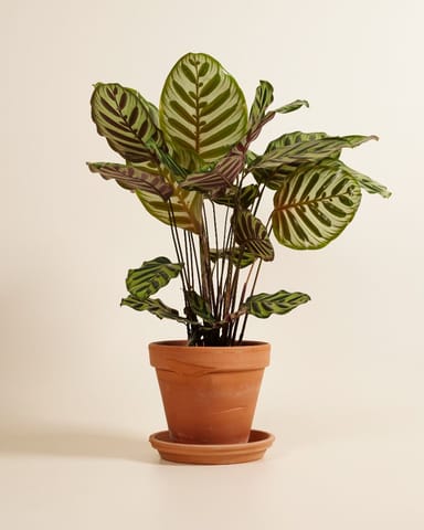 Calathea Peacock plant Makoyana