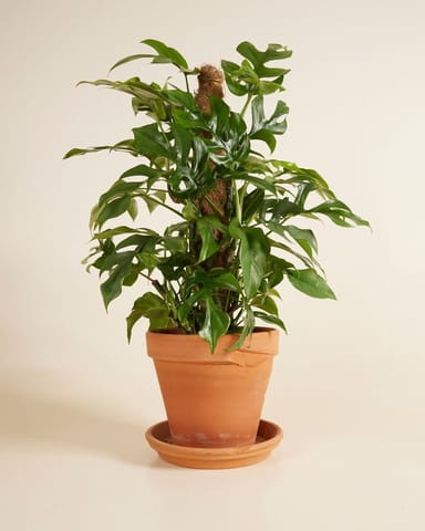 Rhaphidophora Monstera Minima Tetrasperma