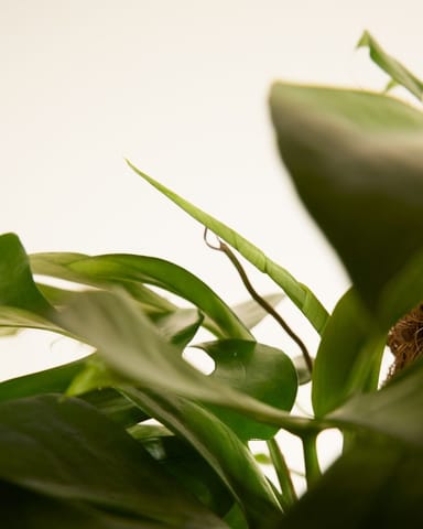 Rhaphidophora Monstera Minima Tetrasperma