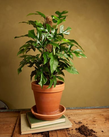Rhaphidophora Monstera Minima Tetrasperma