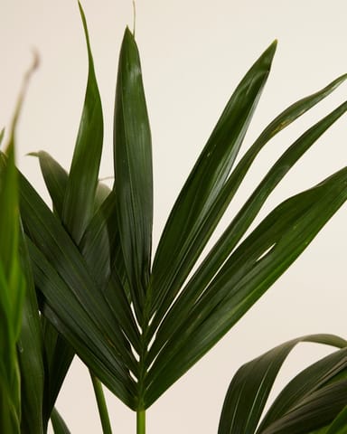 Palm Howea Fosteriana Kentia