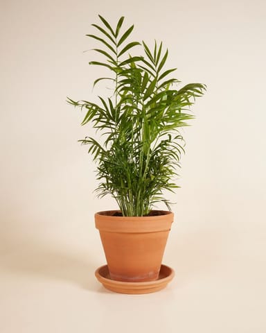 Chamaedorea Elegans