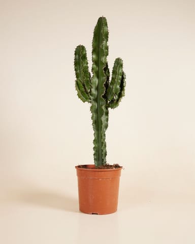 Euphorbia Acruensis