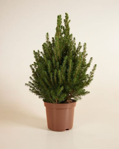 Picea Glauca 'December'